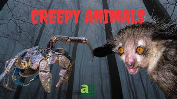 10 Creepiest And Strangest Animals In The World