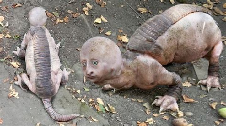 10 Of The Freakiest Animals Found In The Tropical Rainforest Discover