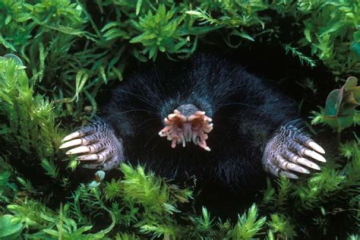 10 Scariest Looking Animals on this