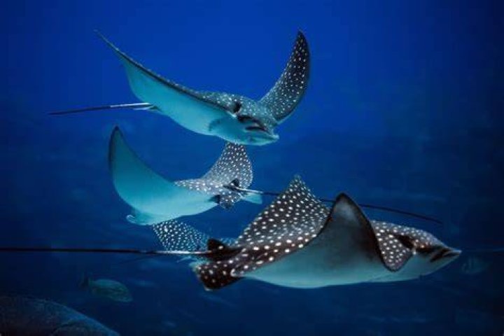15 Stunning Stingray Facts Blog THE OC3AN CLUB