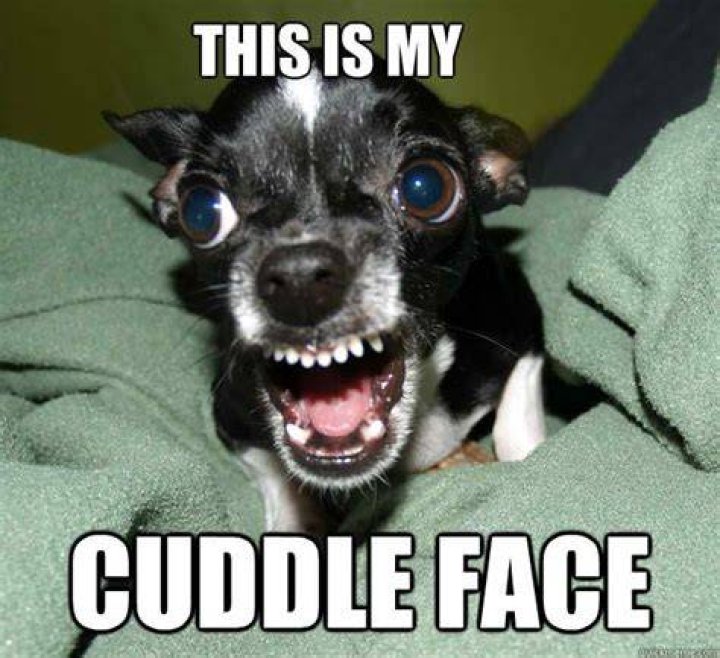 20 Cutest Cuddle Memes Funny animals, Cuddling