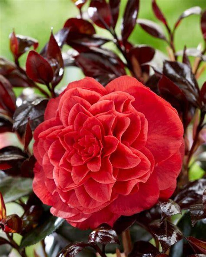 Đi Tìm Nàng Camellia chương 1 / chap 1, tiếp theo chương 1 / chap 2