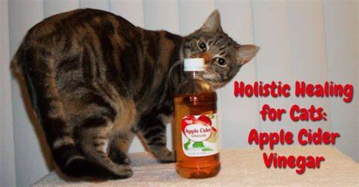 Apple Cider Vinegar for Cats Cat UTI Home Remedy Cat uti, Cats