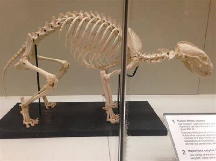 Articulated Pug Skeleton Horror Amino