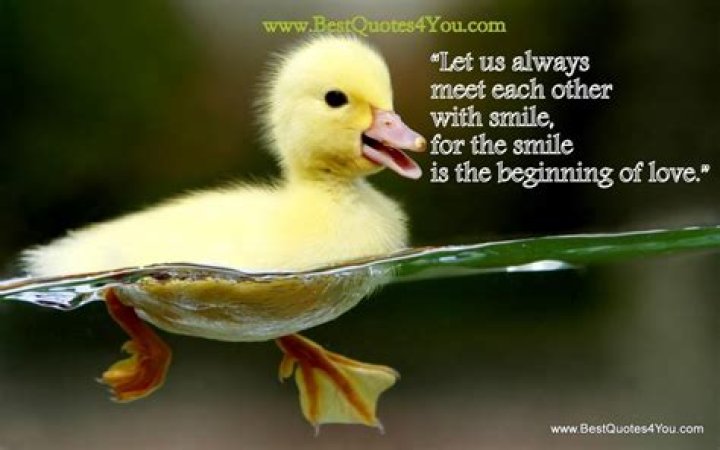 Baby Ducks Funny Quotes. QuotesGram