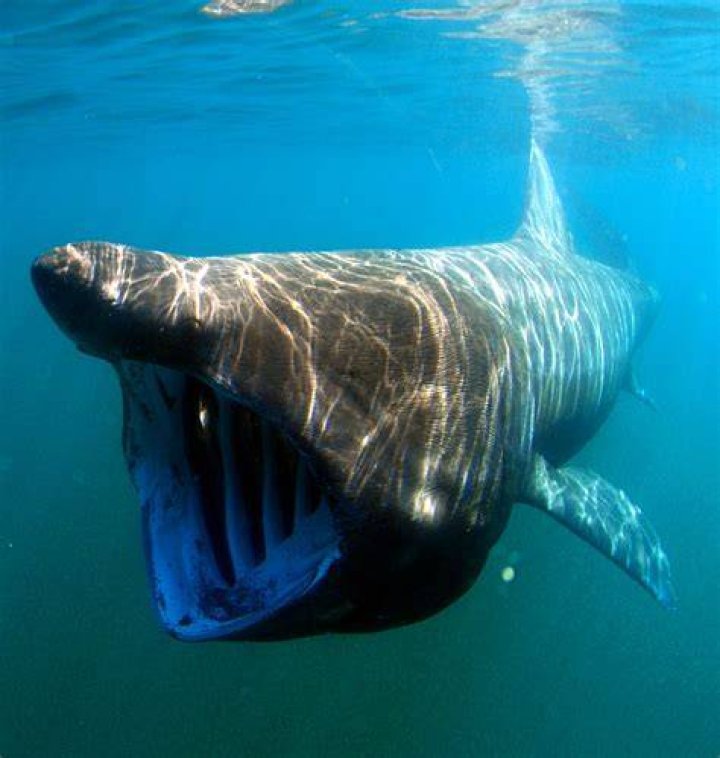 Basking shark (Cetorhinus maximus) the second largest living fish