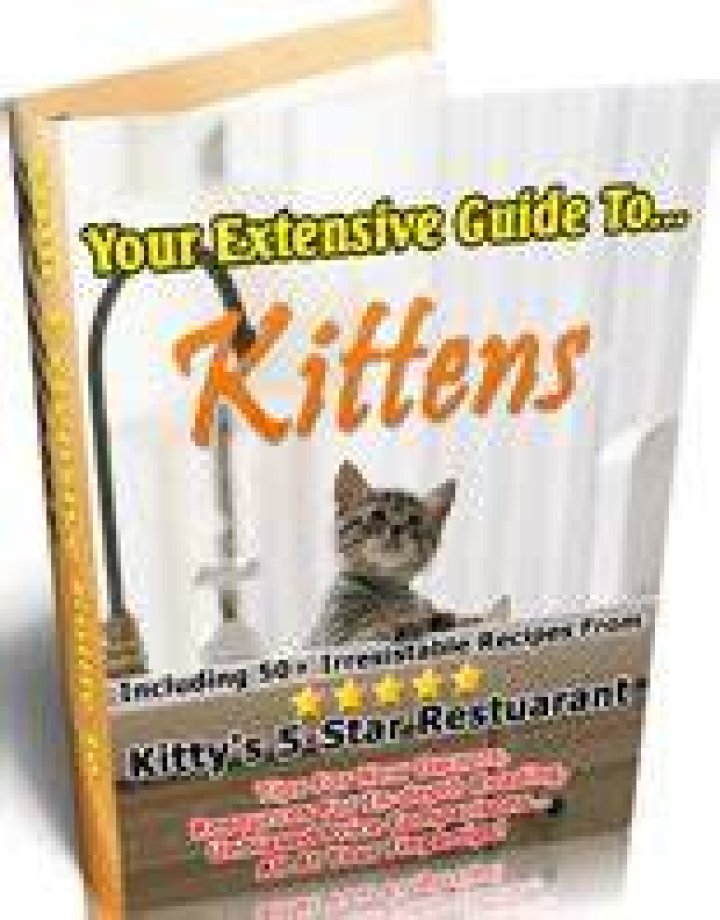 Be Prepared For The Cuteness: An Extensive Guide To Diapering Kittens