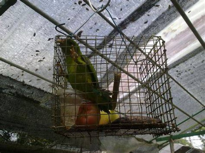 Bird Abuse Animal Support