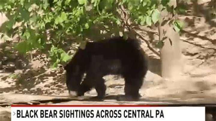 Black Bear Sightings In Populated Areas Increase Across Oregon KLCC