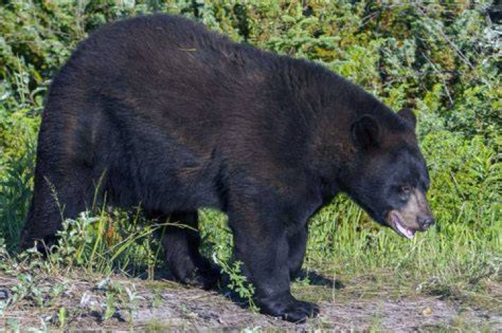 Black Bear (Ursus americanus) portrait during a mild winter, Oregon