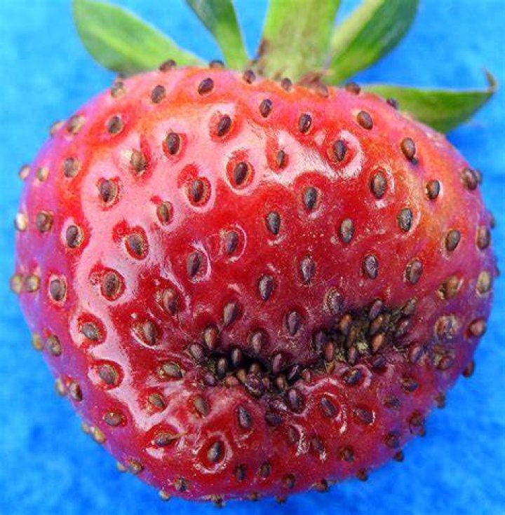 Black seed disease of Strawberry Vegetable Pathology Long Island
