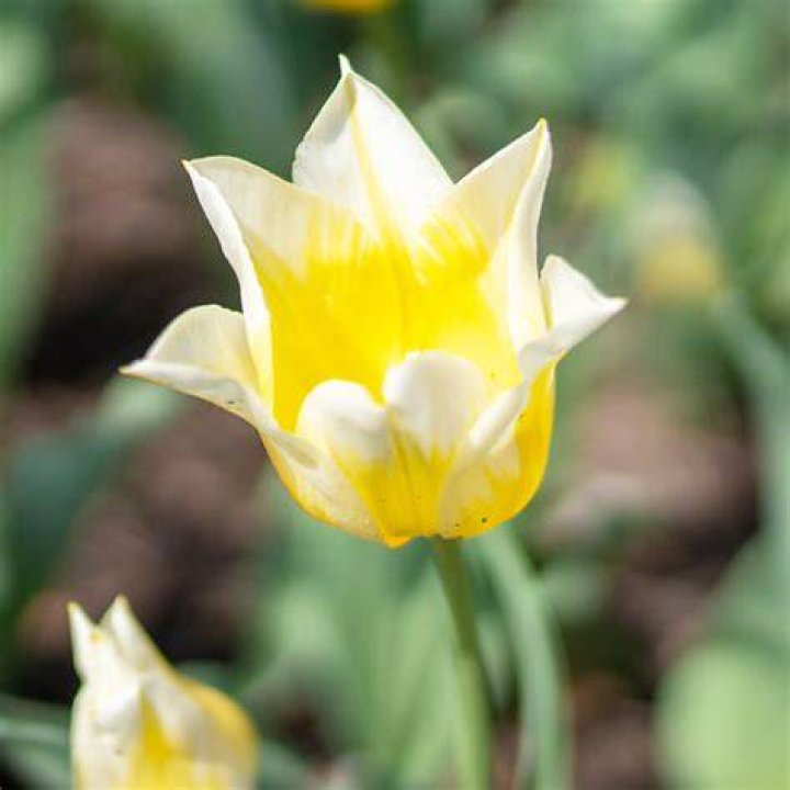 Budlight Tulip Bulbs Always Wholesale Pricing Colorblends&reg;