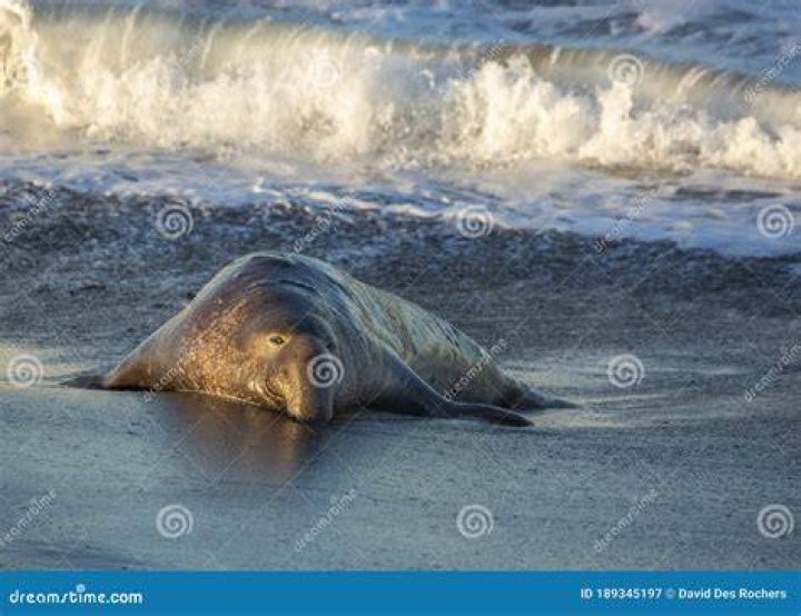 Bull elephant seal in surf, adult male, bellowing, Mirounga