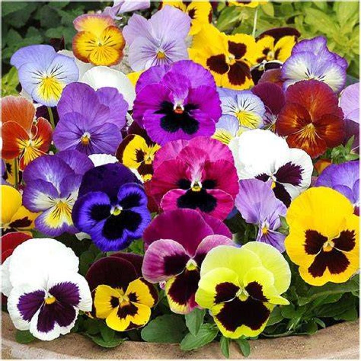Buy Seeds Pansy Flower MultiColour Fast Germination Seeds For Home