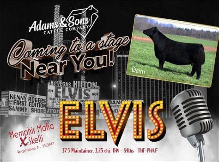 Cattle CallElvis Presley.txt, by Elvis Presley lyrics and chords