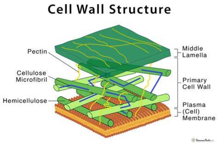 Cell Wall Definition, Structure, & Functions with Diagram
