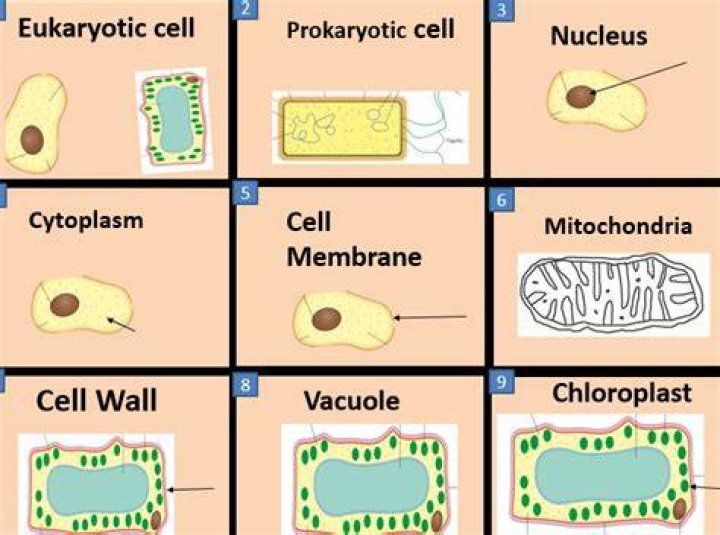 Chapter 2 Cells. Flashcards Easy Notecards