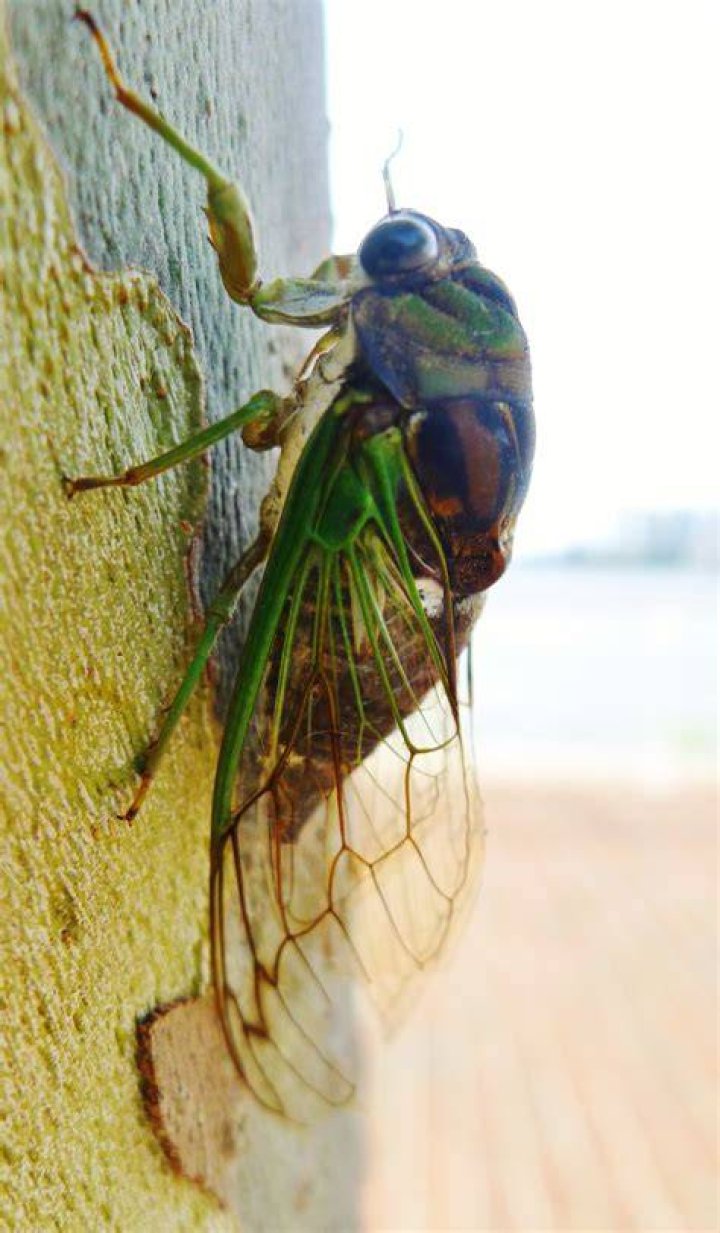 Cicada Free Stock Photo Public Domain Pictures