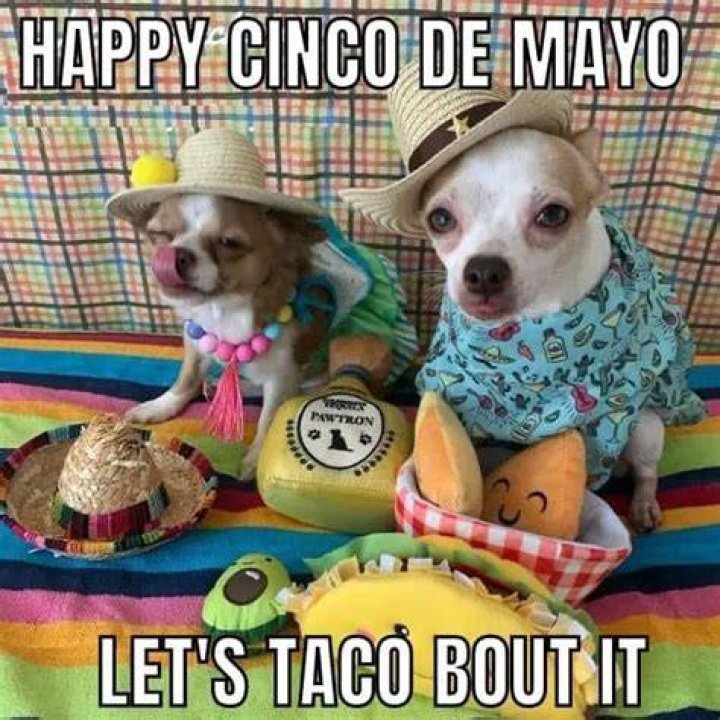 Cinco De Mayo Memes The Funny Beaver cincodemayo