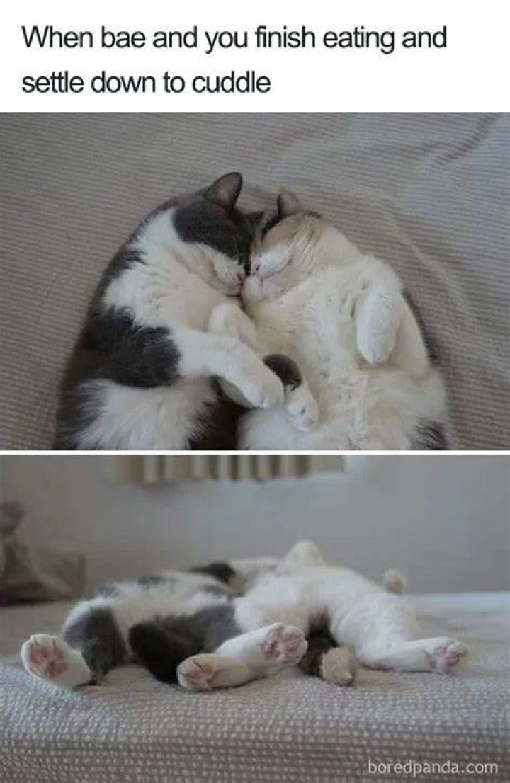 Cuddle Time /r/wholesomememes Wholesome Memes Know Your Meme