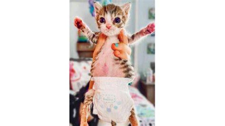 Diapered Kitten by PastelSky12 on DeviantArt
