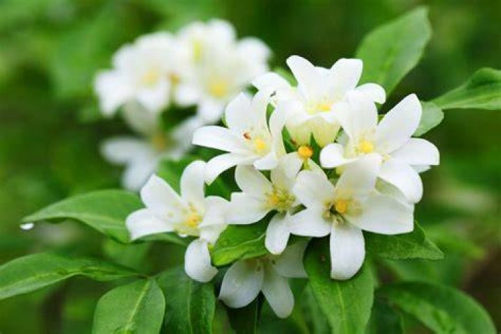 Discover Jasmine Fiore, The Ultimate Guide To Flower Beauty