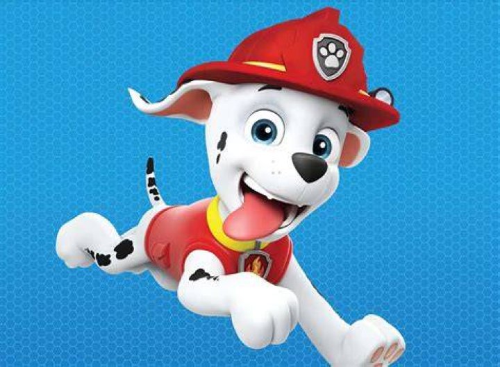 Discover Millions Of Marshall Dogs: Your Ultimate Guide
