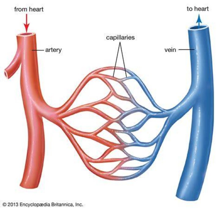 Discover The Conduits Of Life: The Arteries Carry Blood Away From The Heart