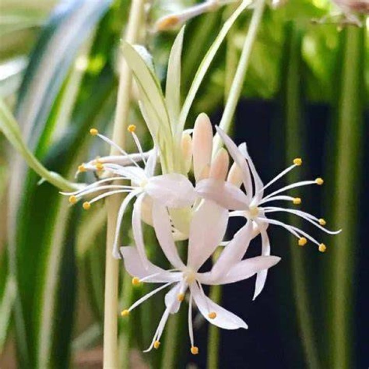 Do Spider Plants Bloom? Gardener&rsquo;s Path