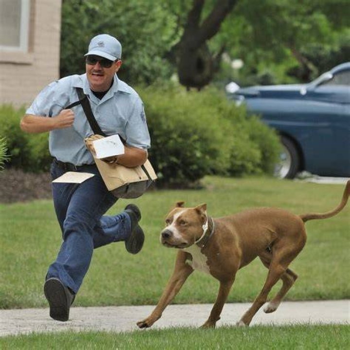 Dog and Mailman's Touching Bond Moves People to Tears 'Best Friends