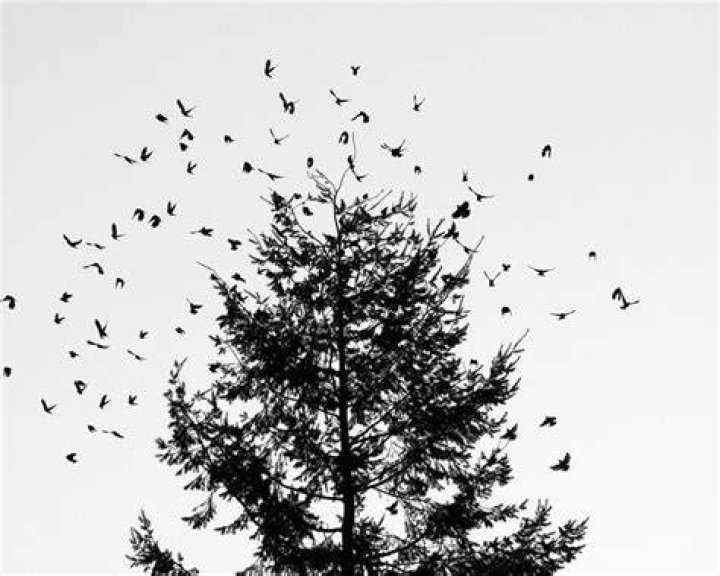 Dusk Bird Explosion Photograph by Kevin Felts Fine Art America
