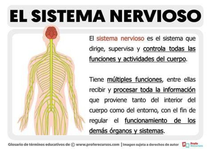 El sistema nervioso simp&aacute;tico &mdash; Mejor con Salud