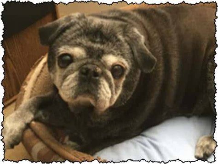 Elderly Pug: Caring For The Needs Of Aging Pugs