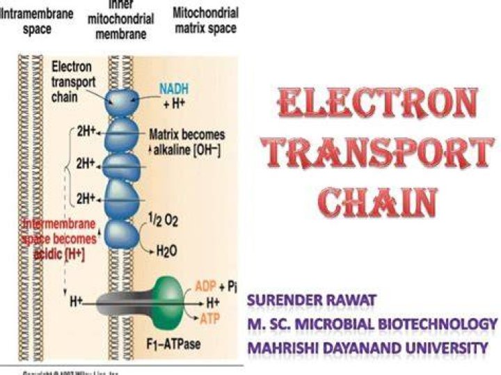 Electron transport chain agri learner