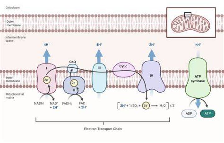 Electron Transport Chain biochemist01
