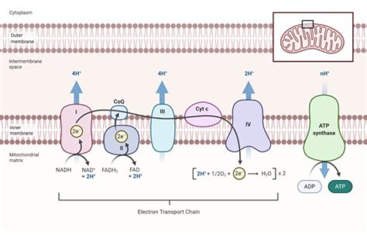Electron Transport Chain Steps, Products, Diagram