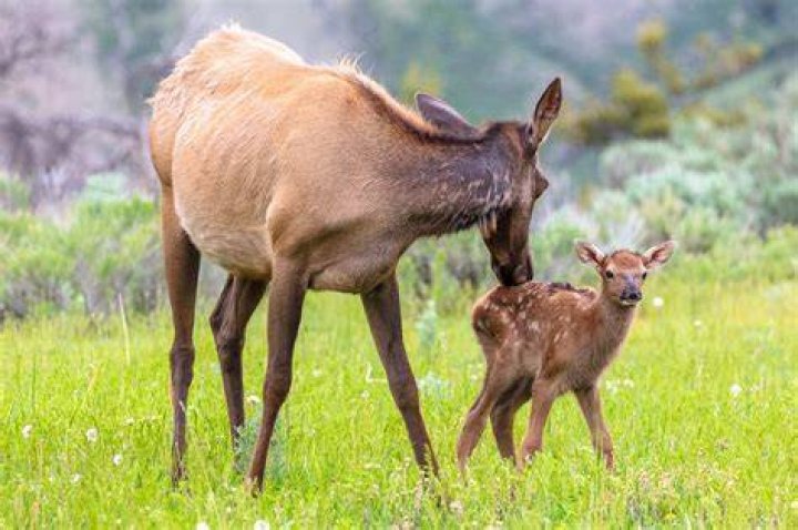 Elk Calf, Yellowstone National Park , WY, USA Photograph by Darren