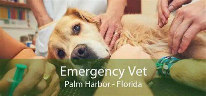 Emergency Vet in Palm Harbor, Clearwater, Tampa Bay Weekend + After