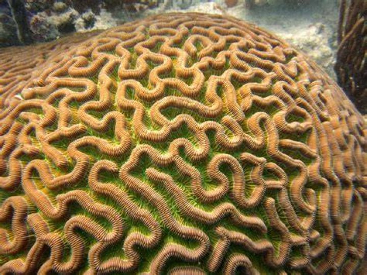 FileColpophyllia natans (Boulder Brain Coral) entire colony.jpg