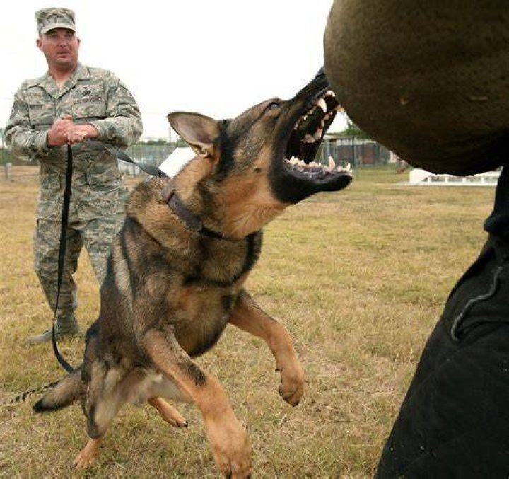 FileDog attack (USAF).jpg Wikipedia