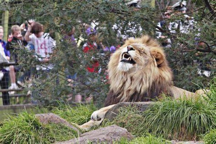FileMale Lion on Rock.jpg Wikipedia, the free encyclopedia
