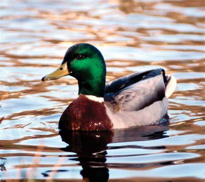 FileMale mallard duck 2.jpg Wikipedia