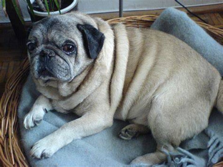 FilePug portrait.jpg Wikimedia Commons