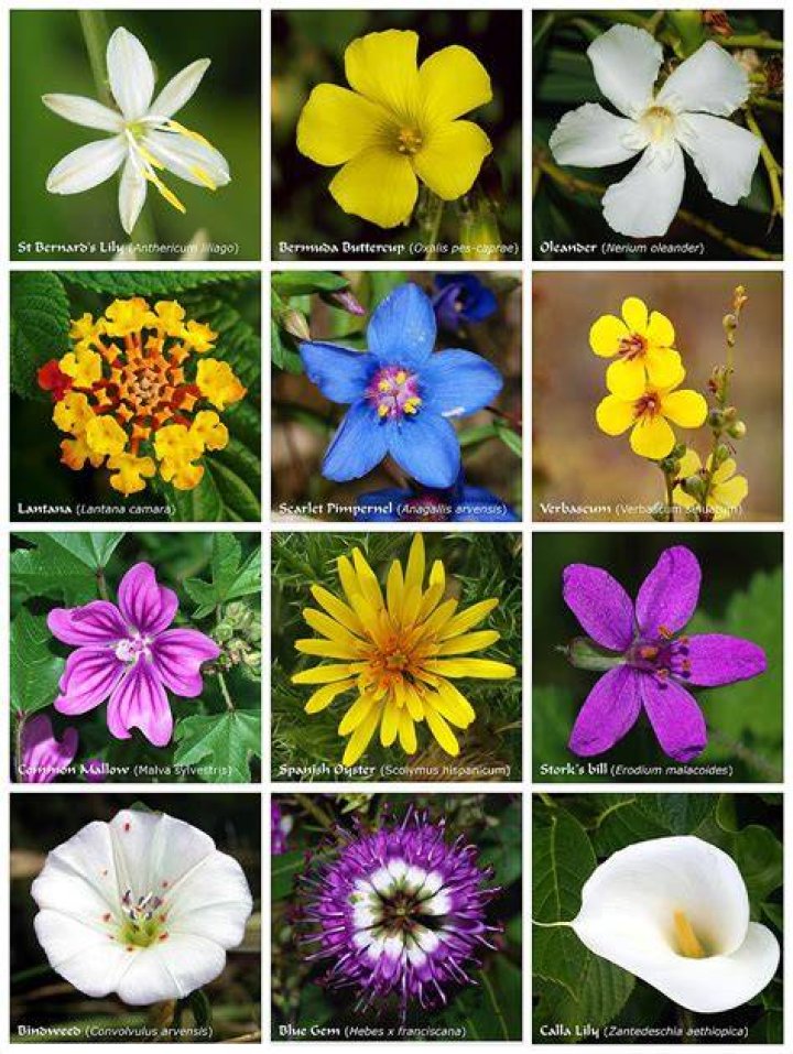 Fleur
