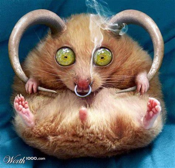 Freakish Animals (51 pics)