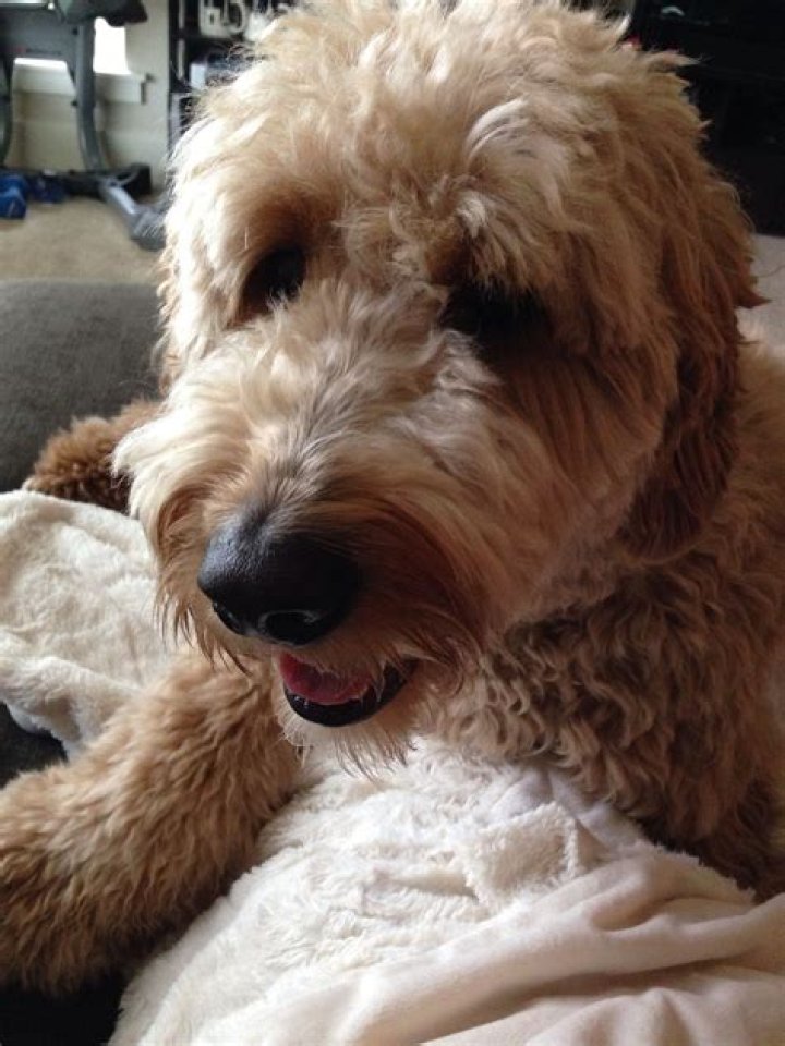 Goldendoodle, Animals, Animales, Animaux, Animal