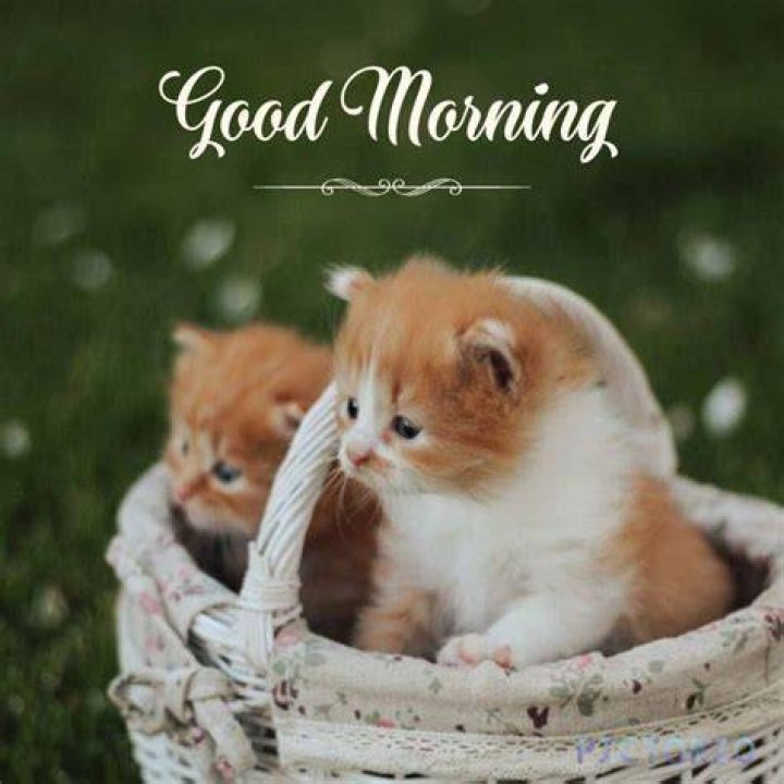 Good morning Cutie!!!! cute kittens Meme Generator