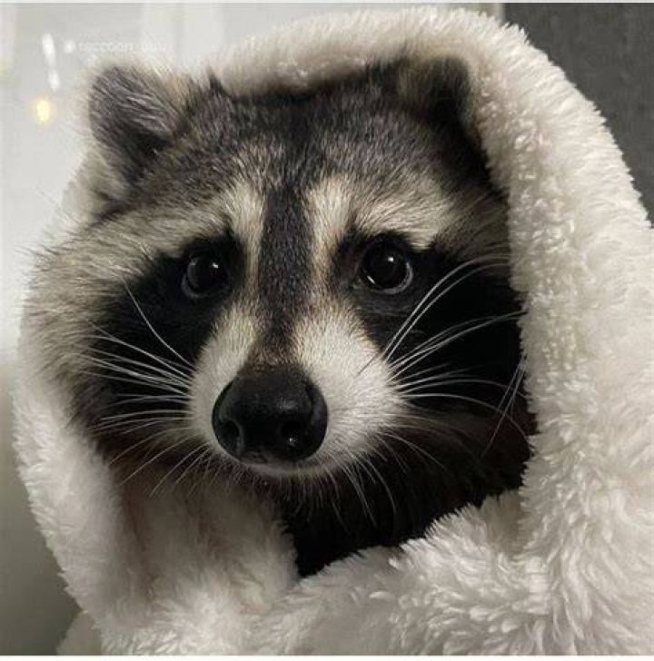 haloween Pet raccoon, Cute raccoon, Cute animals