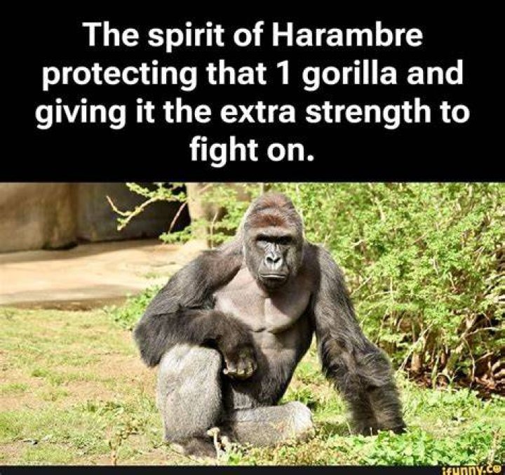 Harambe Memes The Says 'RIP' on His Death Day