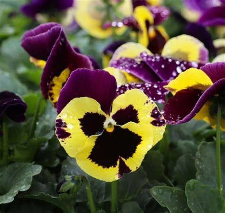 How Long Is the Pansy Germination Process? Winter pansies, Pansies